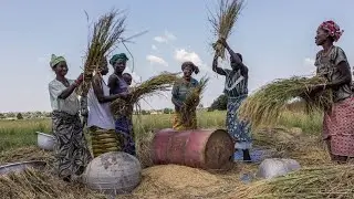 Burkina Faso boosts grain and cereal production 