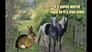 2 Horses 1 Rabbit