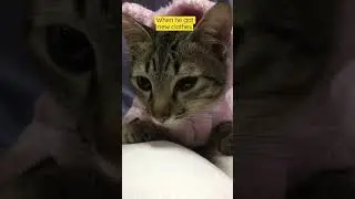 When he got new clothes #cat  #cats  #catvideos  #catclothes
