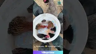 This DIY Chicken Feeder is CLUCKING Awesome! 🐔💸 Bucket Hack FTW! #chickenhacks #diy #farminglife