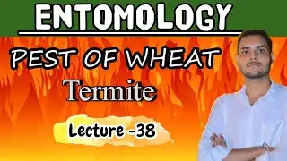 Termite Pest of Wheat | Termite damage to wheat and its prevention | Entomology