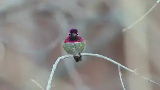 Hummingbirds Iridescent Feathers - Changing Colors