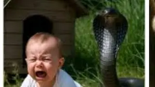 Big Black Snake Attack Cute Baby||And Help pet's Dog||Tripura Environment video||Viral video