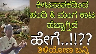 ನಾವು ಬಳಸುವ ಕೀಟನಾಶಕಗಳಿಂದ ಹಂದಿ ಮತ್ತು ಮಂಗಗಳ ಕಾಟ ಹೆಚ್ಚಾಗಿದೆ..! || ಶ್ರೀ ಮಲ್ಲಿನಾಥ ಹೇಮಾಡಿ ||