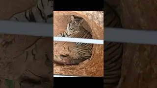 Tiger and Dog were found trapped in our private property pit. Hear the original roar! #news