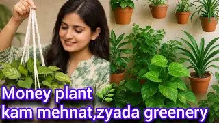 Money Plant Complete Care 🌿 | Water, Dhoop, Khad and Fast Growth Tips
