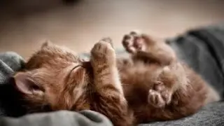 MUSICOTH&Eacute;RAPIE Apaisante Pour Chiens et Chats 💙 Douce Musique Pour Dormir Et Calmer Leur Anxi&eacute;t&eacute;◾2H