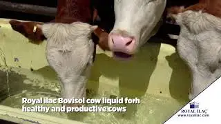 BOVISOL COW LIQUID : a quickly absorbable supplement with high density of vitamins and minerals