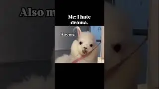 Am I too nosy? #gossip #memes #funnyshorts #trending #viral #animals #animalshorts #funny