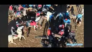 Фархад мырзанын аттары Мустанг 