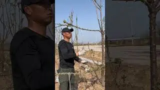 Cherry Tree Branches Bending Techniques #satisfying #shortsvideo