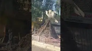 الواحات البحريه من واحه القصر الي الباويطي
