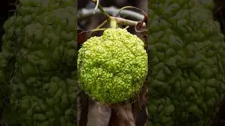 Osage Orange: Fascinating Facts #shorts #osage #osageorange #fruitlovers #fruits @Plants-World