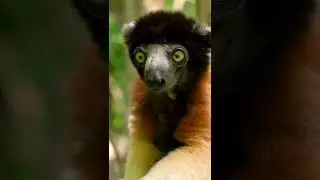 Animal wildlife | types of Lemur, | Animal wildlife video