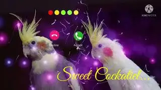 Abe Yar New Sms Ringtone Funny Ringtone Alarm Ringtone Call Ringtone Notification Ringtone 2022