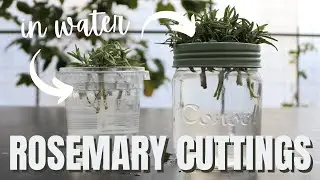 Cool Hack! How to Root Cuttings in Water