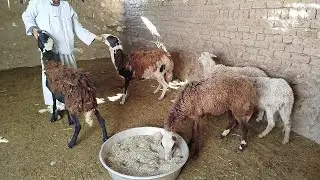 عروض النوادر (٥)دبابات غنم بردسي عشر راوخي (٢٧/١٢)#عروض_بيع_الاغنام 