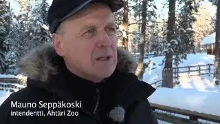 Salaperäinen takini | Ähtäri Zoo