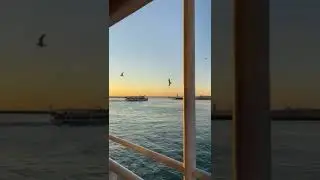 Beautiful Birds flying together over Sea❤️🐾