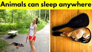 Hilarious Animals That can sleep anywhere they want 😄 Happye Vines | Funny Pics