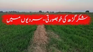 Shakargarh Village || Shakargarh video || shakargarh broader || Pakistan shakargarh