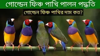 Golden Finch Bird Breeding Method and Price | Goldean Finch Pakhi Palon | Goldean Finch Price In ...