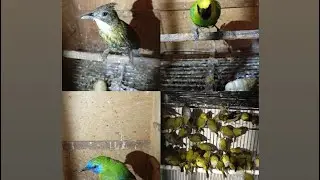 Ready stok cucak jenggot, kinoy, ranting, dll..!! 