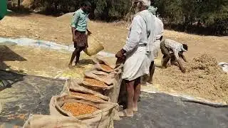మ ఫొలం లో కందీ జీ ను  పడుతునః 