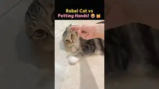 Rebel Cat vs Petting Hands! #shorts #pet #cat #cute #cutecat