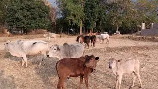 Bullock 😍 Animals Video