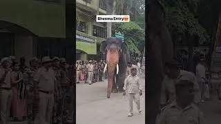 dasara_elephants Bheema entry next level craze 🔥🔥🔥