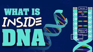 What is inside DNA