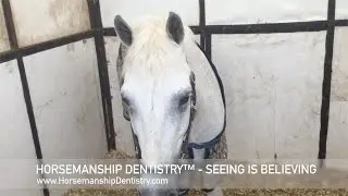 Horsemanship Dentistry&trade; Seeing Is Believing 002 - Geoff Tucker DVM Equine Dentist