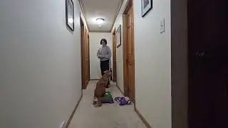 Moonshine Catch with leash on and off