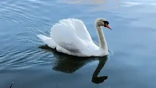 古堡天鹅湖 | 加州纳帕山谷的童话 / Chateau Montelena winery, Napa CA Where Swans Steal the Scene