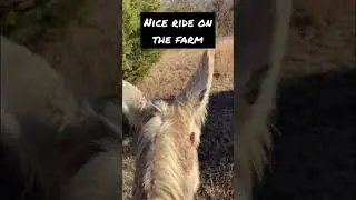 Riding Donkeys do it Better!