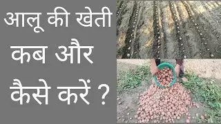 आलू की खेती कब और कैसे करें?आलू उगाए आसानी से छोटी सी जगह पर।Aloo ki kheti।potato farmming/growing।
