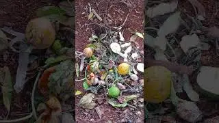 How to Make Nutrient-Rich Compost Using Kitchen Waste