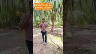 DxT Coconut Plant #gujarat #farming #agriculture #fruit #automobile #live #natural #love #hellokisan