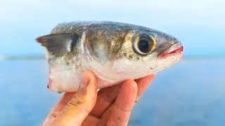 Fishing with Chunks of Mullet for Big Fish (Broke My Rod)