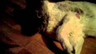 SHOMOFO VLOG DEC 2015: Hello Little Doggy (^-^)