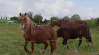 Grouse Lodge Residential Recording Studios, Ireland promotional video