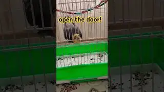 Completely professional escape from the cage😂 #cockatiel #birds #funny #subscribe #shorts