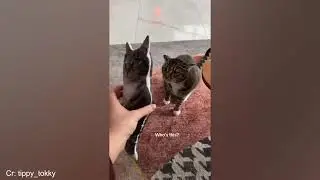 Amusing Dogs and Cats