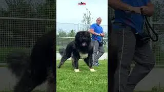 A dog full of power  #liondog #doglover #dogowner #animals #lion #petowner #dog #bigdog #puppy