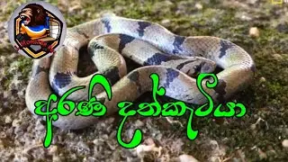 අරණි දත්කැටියා./common kukri snake.අපේ සර්පයින් රැකගමු.snake podda with sachintha .