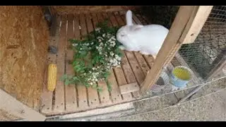 Salcam pentru Iepuri! E bine sa le dam?