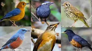 15 Loài chim Hoét hót hay và nổi bật sinh sống tại Việt Nam - Khám Phá Các Loài Chim || Đạt Bird TV