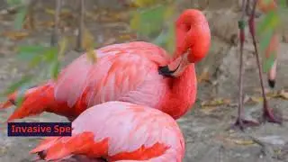 Flamingo's Threats & Predators  #Creative MKS