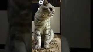 Что за гайка?!? #cat #веселыекоты #кот #прикольныекоты #прикол #юмор #котик #видосыоткота #котики